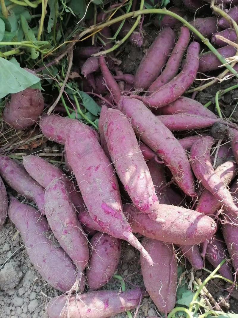 基地紫罗兰，凌紫，个头匀称量大，现挖色鲜一手货源发货全国