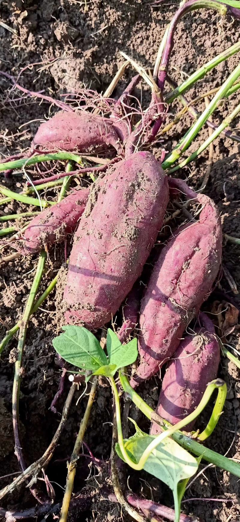 基地紫罗兰，凌紫，个头匀称量大，现挖色鲜一手货源发货全国