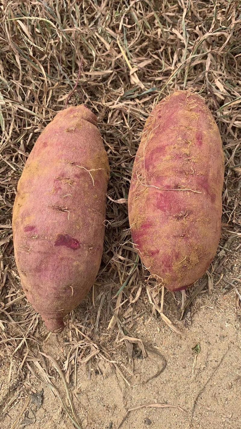 基地紫罗兰，凌紫，个头匀称量大，现挖色鲜一手货源发货全国