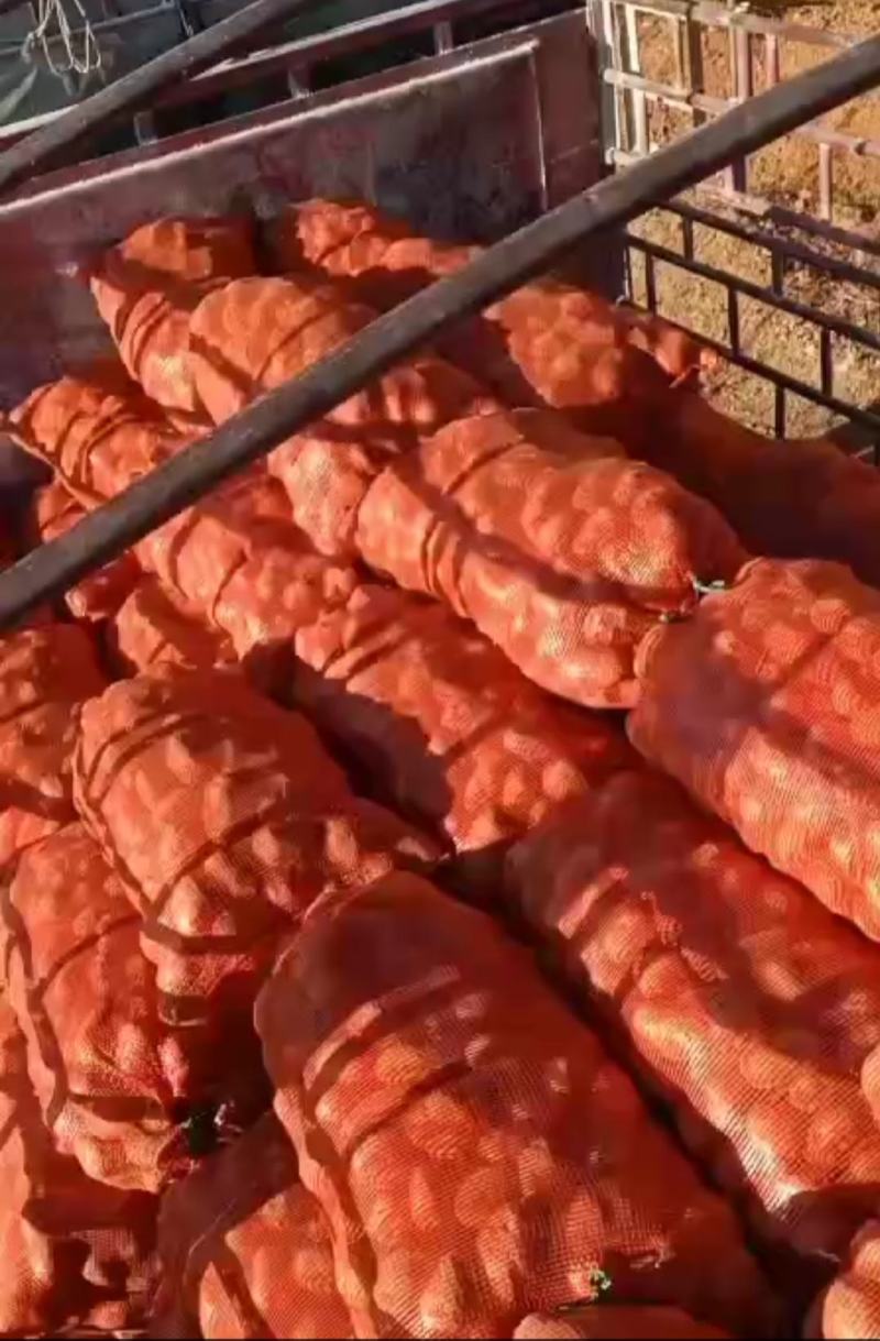 推荐土豆云南丽薯六号土豆马铃薯一手货源产地直供