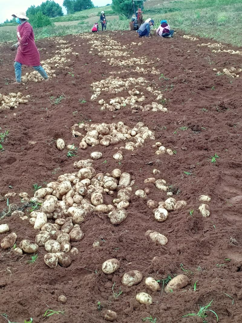 推荐土豆云南丽薯六号土豆马铃薯一手货源产地直供
