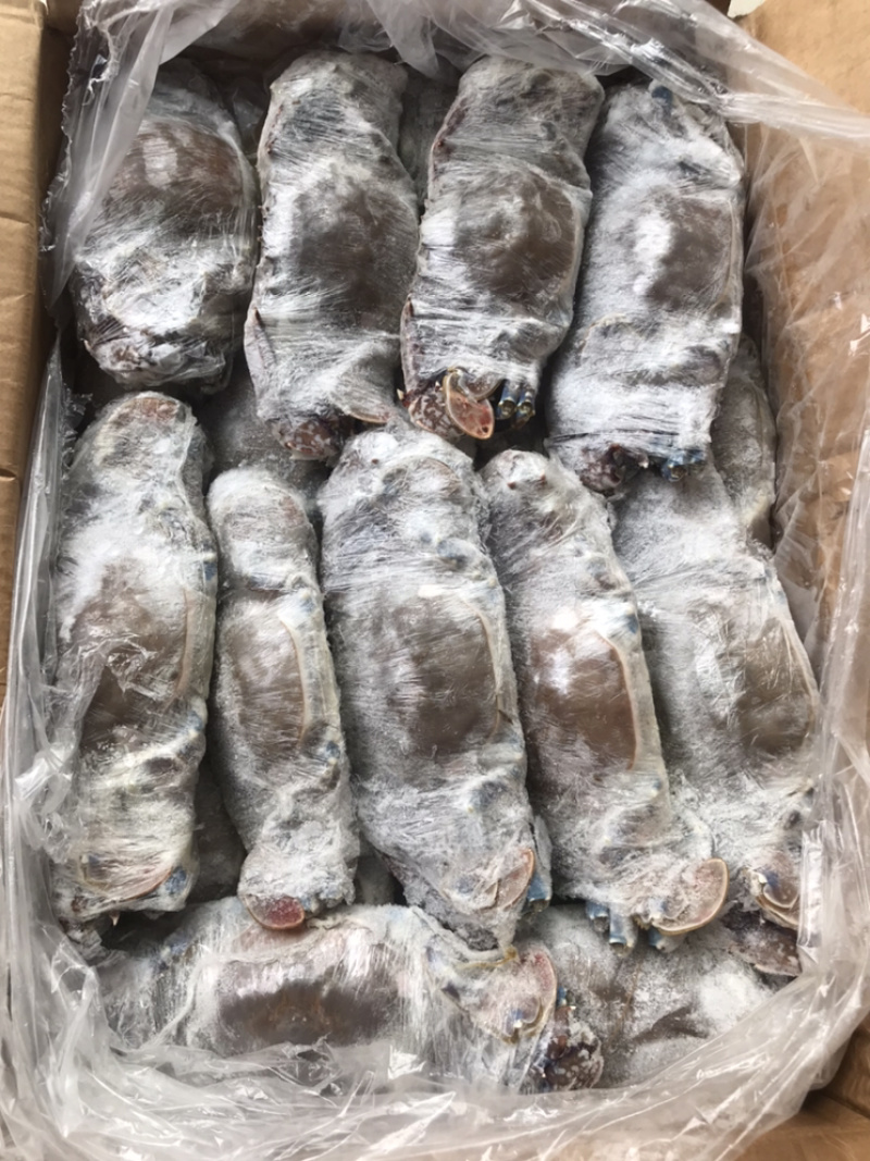 西非蓝蟹肉质饱满船冻货适合中餐大排档香辣炒