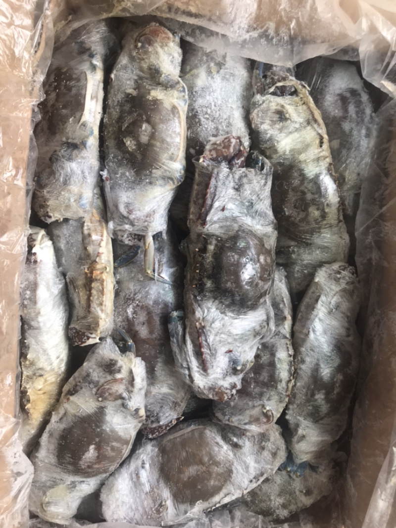 西非蓝蟹肉质饱满船冻货适合中餐大排档香辣炒