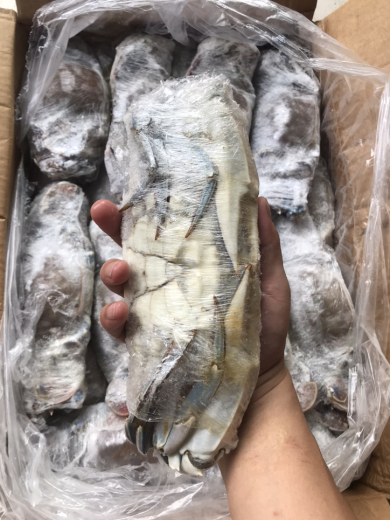 西非蓝蟹肉质饱满船冻货适合中餐大排档香辣炒
