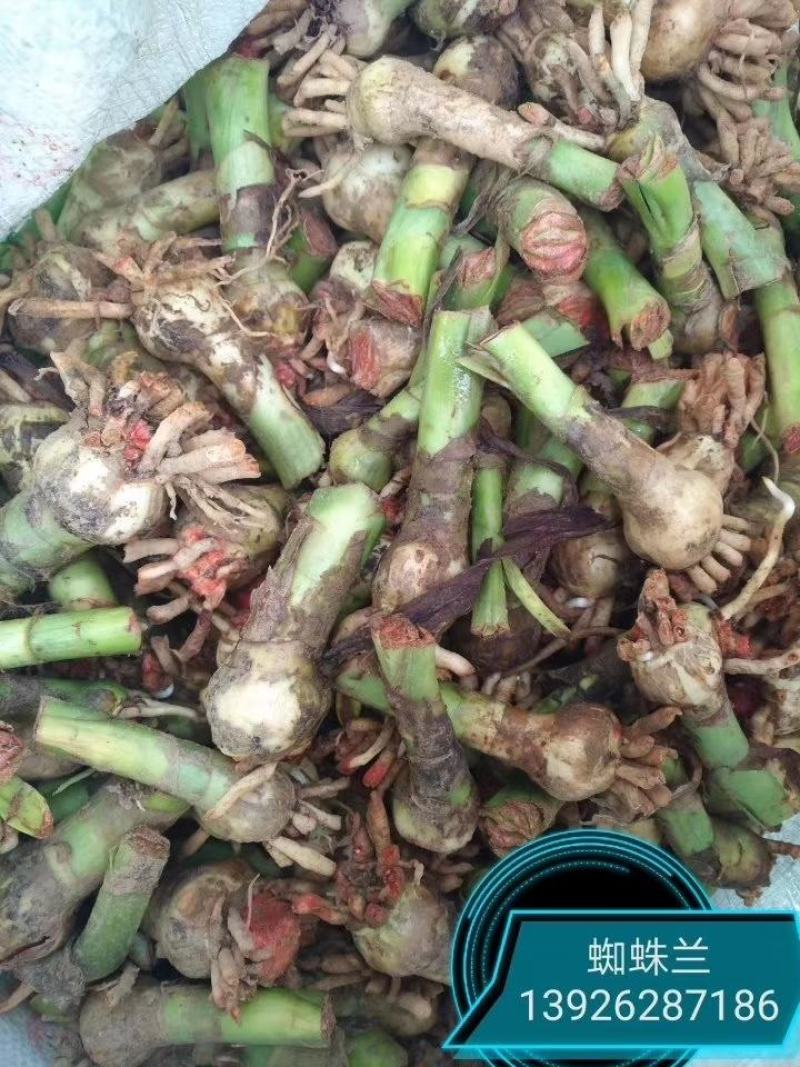 蜘蛛兰基地直销长期大量供应