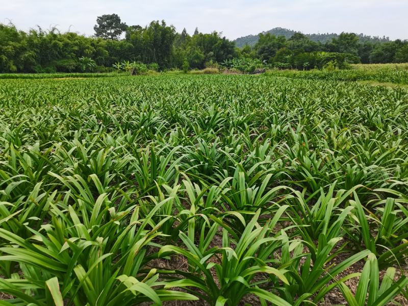 蜘蛛兰基地直销长期大量供应