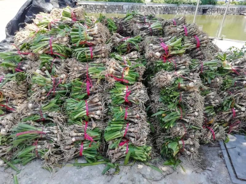 蜘蛛兰基地直销长期大量供应