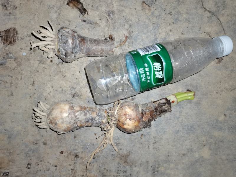 蜘蛛兰基地直销长期大量供应