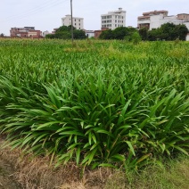 蜘蛛兰基地直销长期大量供应