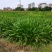 蜘蛛兰基地直销长期大量供应