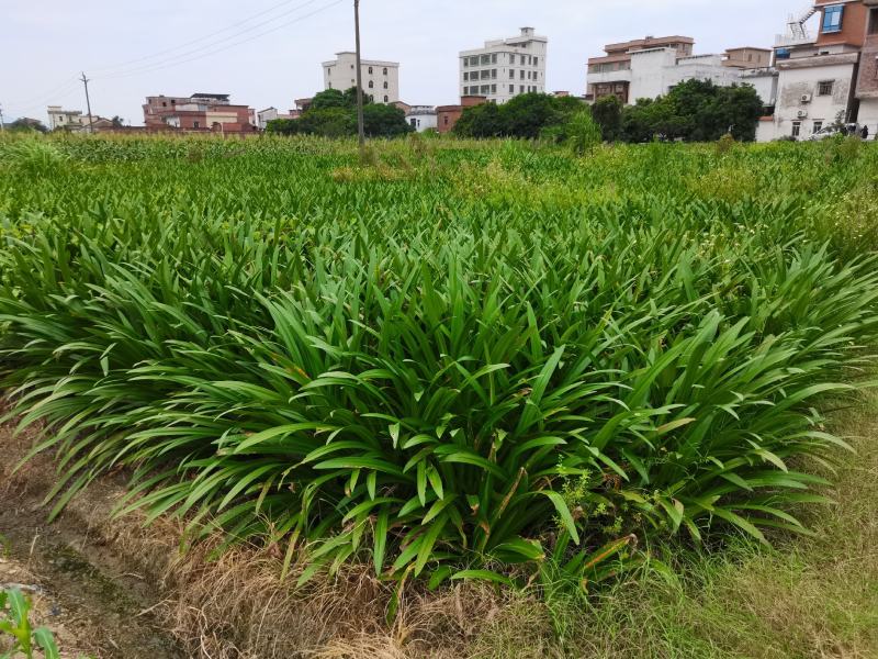 蜘蛛兰基地直销长期大量供应