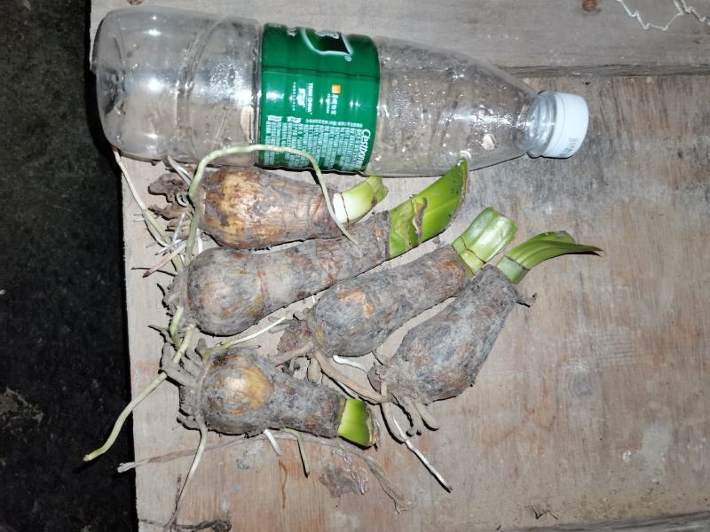蜘蛛兰基地直销长期大量供应