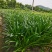 蜘蛛兰基地直销长期大量供应