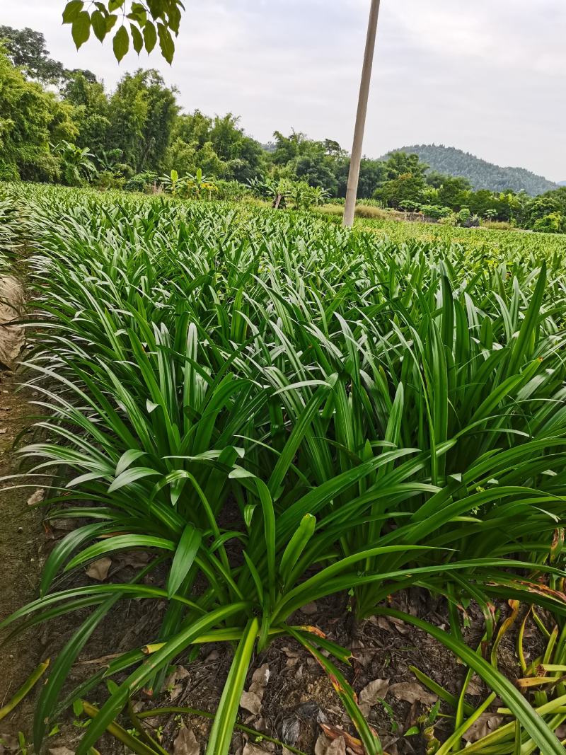 蜘蛛兰基地直销长期大量供应