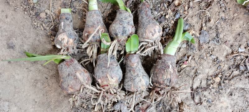 蜘蛛兰基地直销长期大量供应