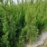 40龙柏苗龙柏小苗龙柏苗龙柏苗基地批发