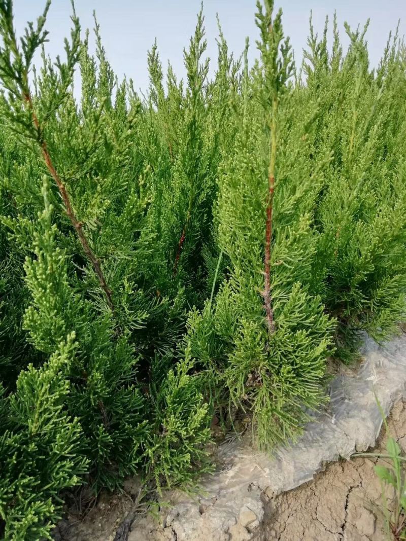 40龙柏苗龙柏小苗龙柏苗龙柏苗基地批发