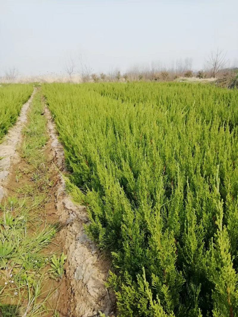 40龙柏苗龙柏小苗龙柏苗龙柏苗基地批发