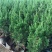 40龙柏苗龙柏小苗龙柏苗龙柏苗基地批发