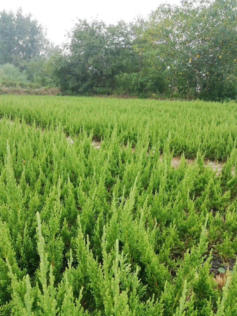 40龙柏苗龙柏小苗龙柏苗龙柏苗基地批发