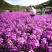 蓝香芥种子四季易活开花不断多年生花海室内室外庭院冬天花种