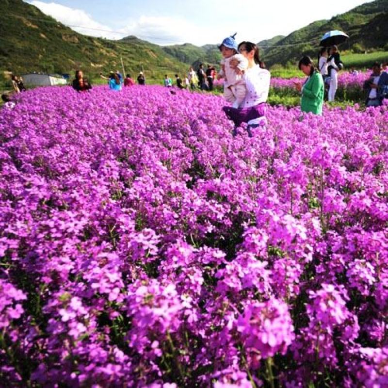 蓝香芥种子四季易活开花不断多年生花海室内室外庭院冬天花种