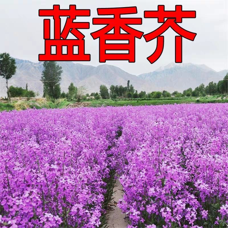 蓝香芥种子四季易活开花不断多年生花海室内室外庭院冬天花种