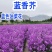 蓝香芥种子四季易活开花不断多年生花海室内室外庭院冬天花种