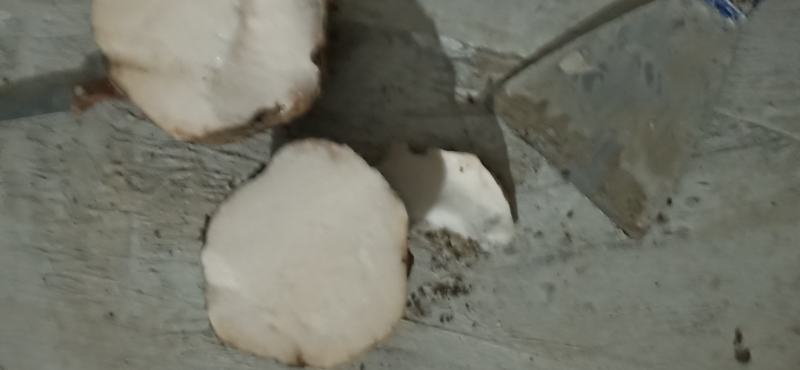 出售商品花魔芋，质量保证，量大从优，质量保证。