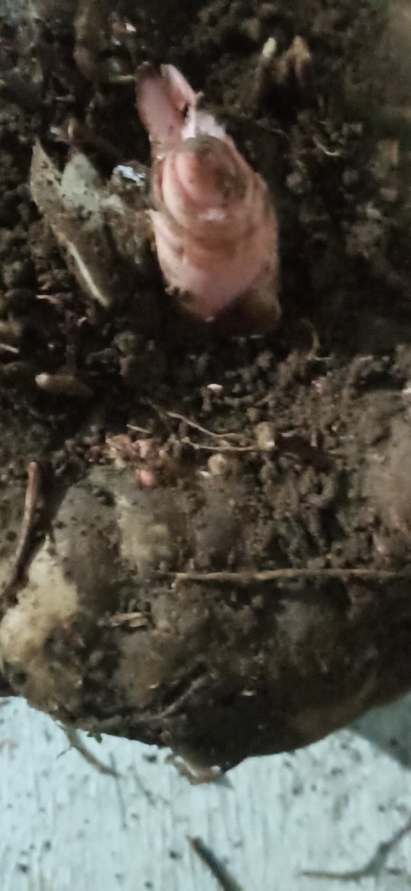 出售商品花魔芋，质量保证，量大从优，质量保证。
