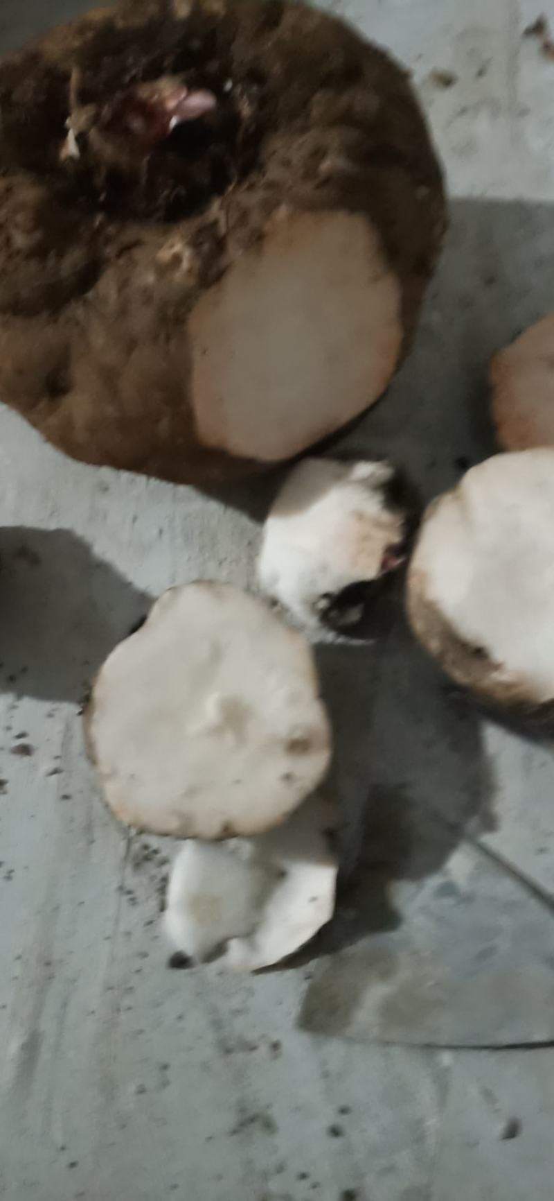 出售商品花魔芋，质量保证，量大从优，质量保证。