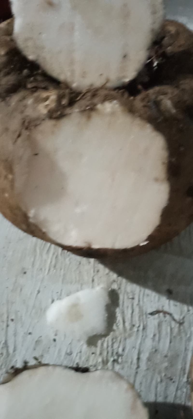 出售商品花魔芋，质量保证，量大从优，质量保证。