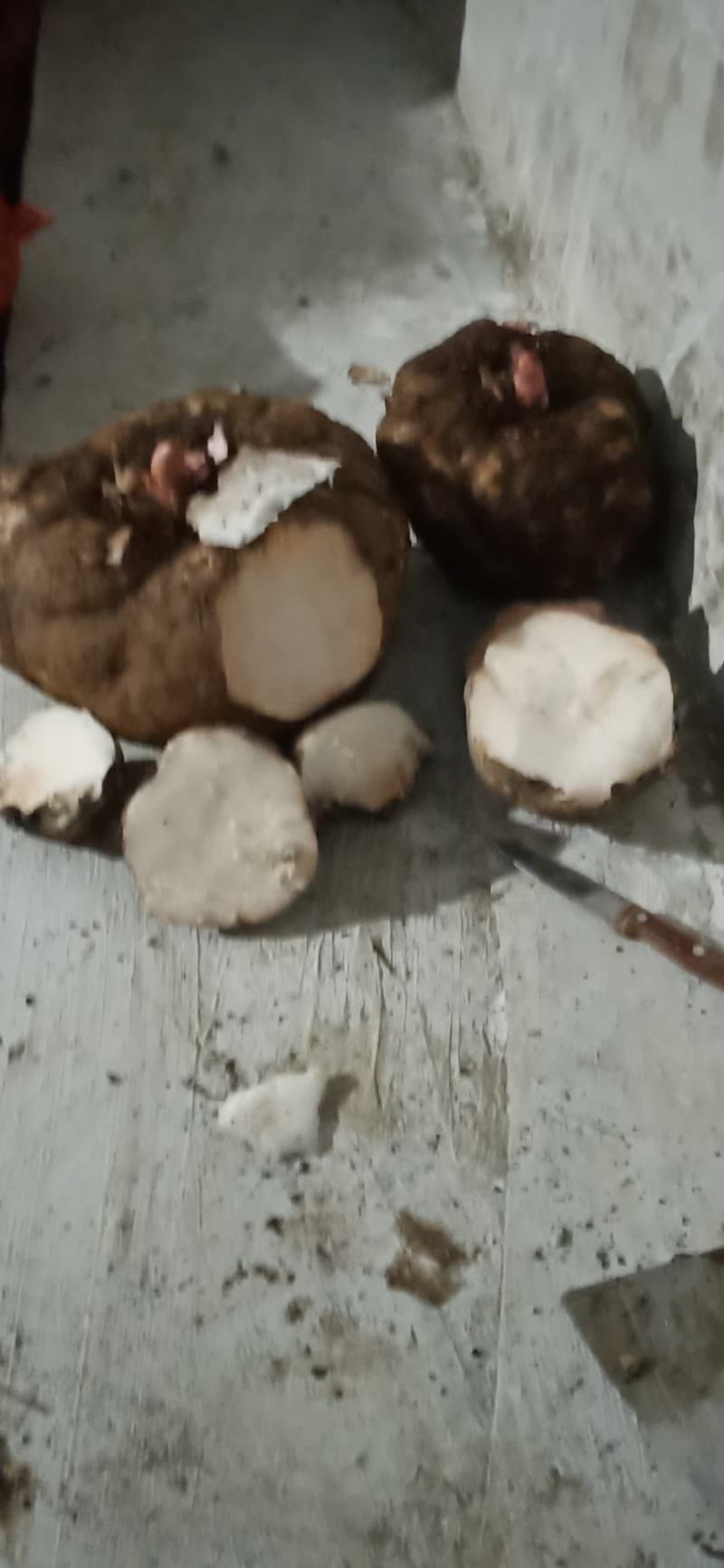出售商品花魔芋，质量保证，量大从优，质量保证。