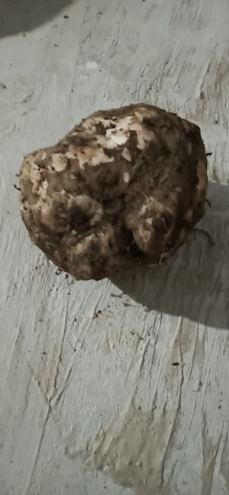 出售商品花魔芋，质量保证，量大从优，质量保证。