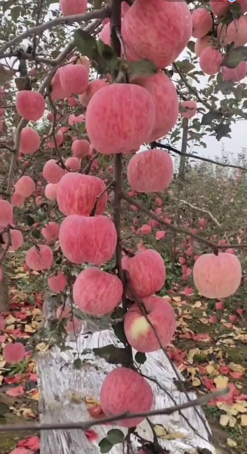手选山东纸加膜红富士苹果！口感脆甜！糖度高！可以视频看货
