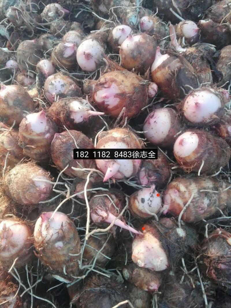 河南南阳，两万亩，新鲜红香芋芋母大量上市。