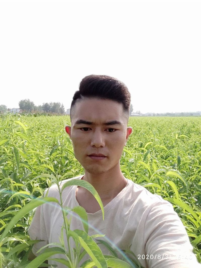 【聚便宜】红不软桃树苗，7月中旬成熟，硬质果肉，果面全红