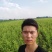 【聚便宜】红不软桃树苗，7月中旬成熟，硬质果肉，果面全红
