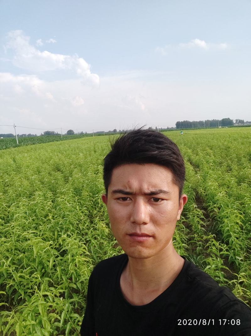【聚便宜】红不软桃树苗，7月中旬成熟，硬质果肉，果面全红