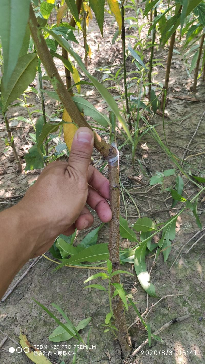 【聚便宜】红不软桃树苗，7月中旬成熟，硬质果肉，果面全红