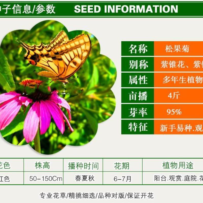 紫松果菊种子宿根多年生花海景观草花种子易活紫锥花种子抗病