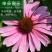紫松果菊种子宿根多年生花海景观草花种子易活紫锥花种子抗病