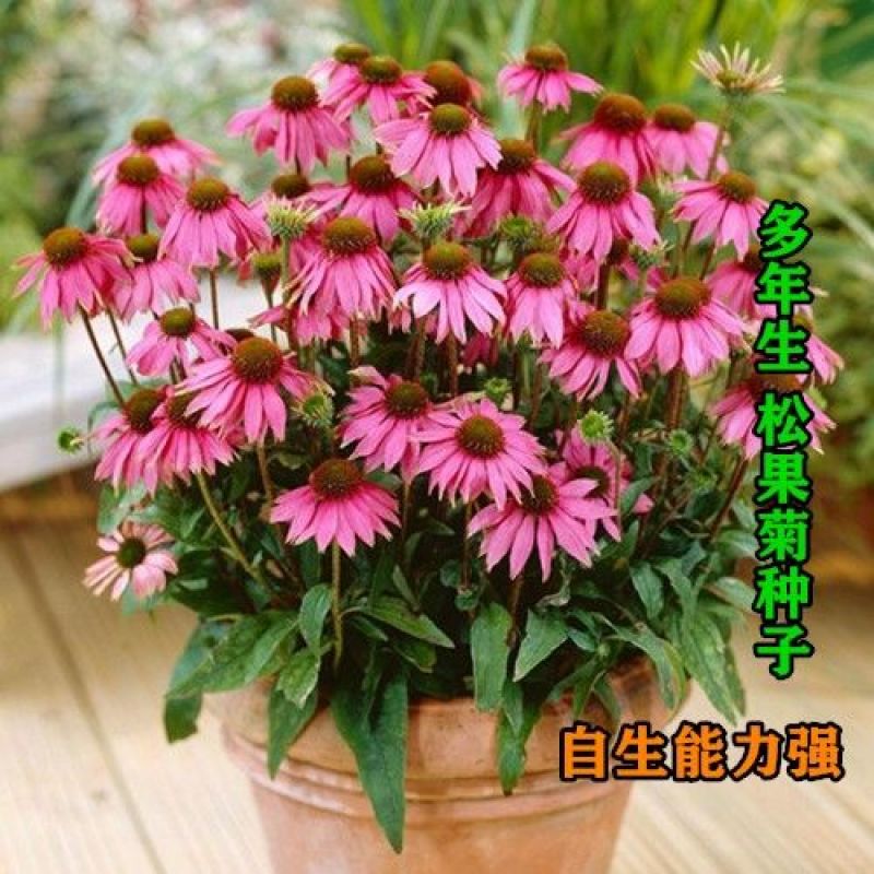 紫松果菊种子宿根多年生花海景观草花种子易活紫锥花种子抗病