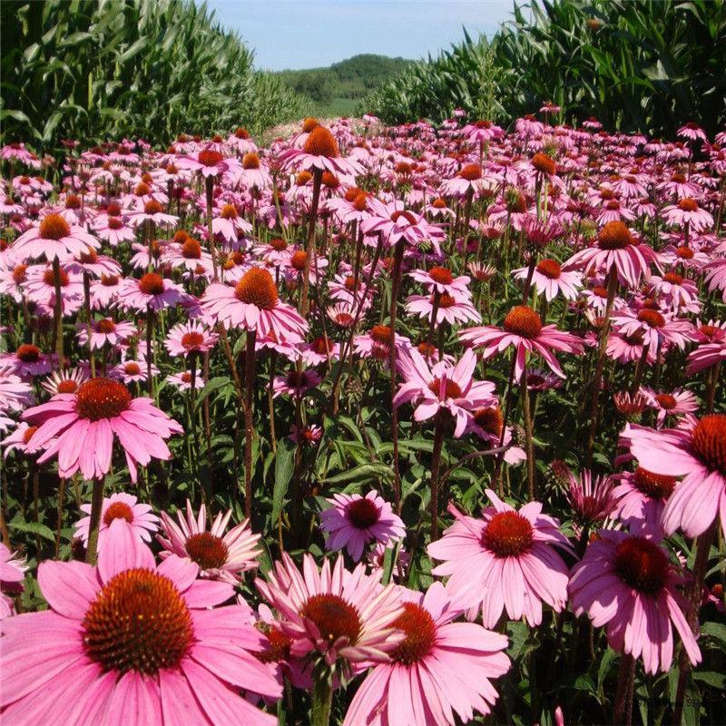 紫松果菊种子宿根多年生花海景观草花种子易活紫锥花种子抗病
