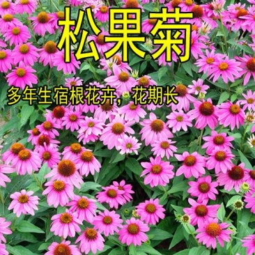 紫松果菊种子宿根多年生花海景观草花种子易活紫锥花种子抗病