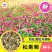 紫松果菊种子宿根多年生花海景观草花种子易活紫锥花种子抗病