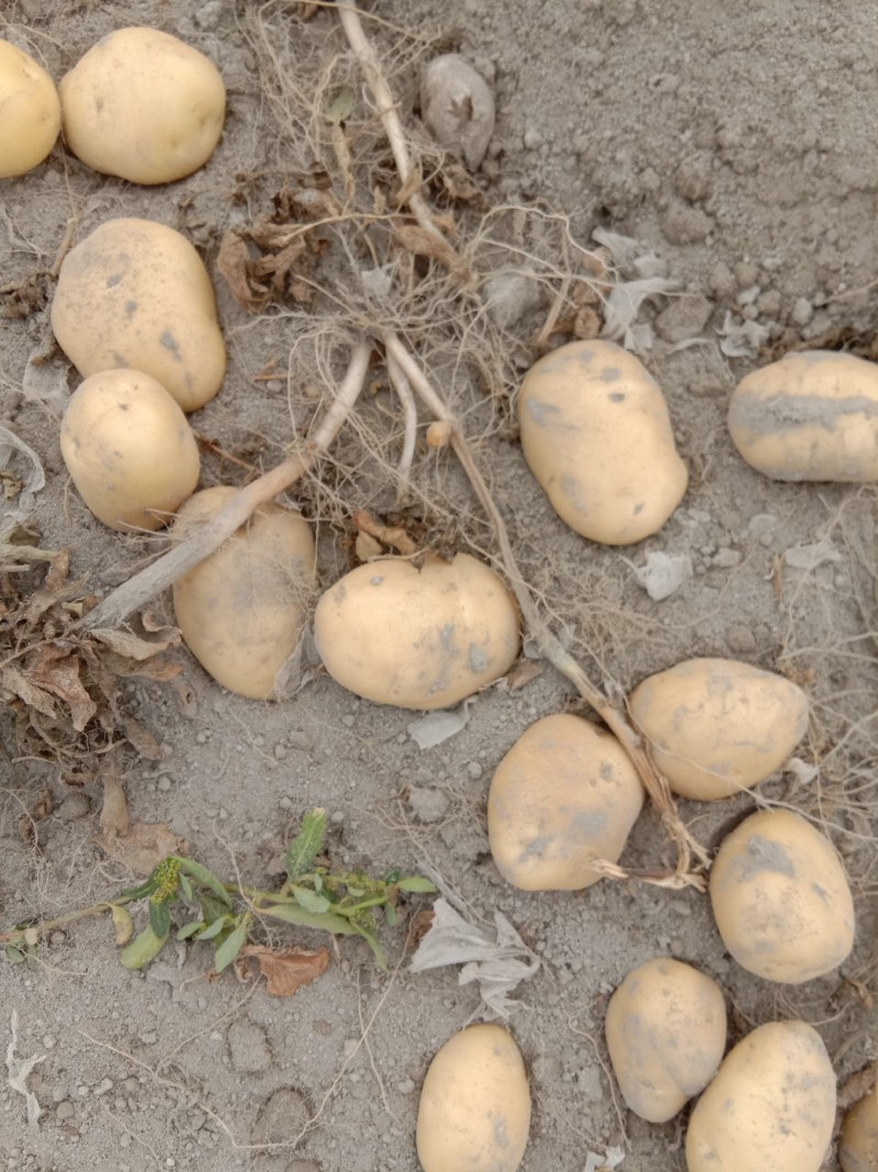 土豆新疆土豆黄心土豆本地客商，种植大户代收代卖