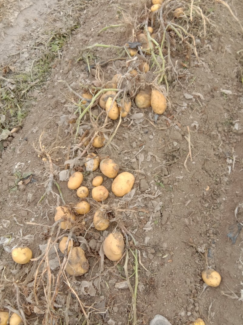 土豆新疆土豆黄心土豆本地客商，种植大户代收代卖