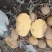 土豆新疆土豆黄心土豆本地客商，种植大户代收代卖