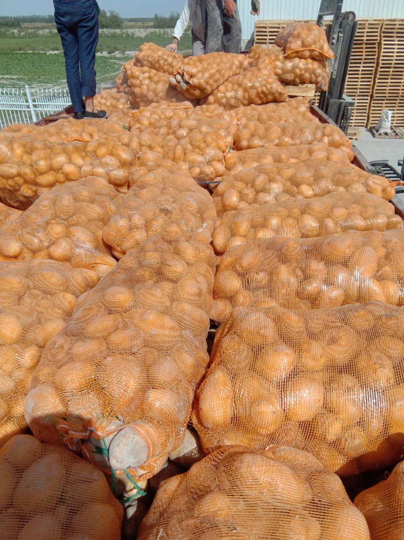 土豆新疆土豆黄心土豆本地客商，种植大户代收代卖